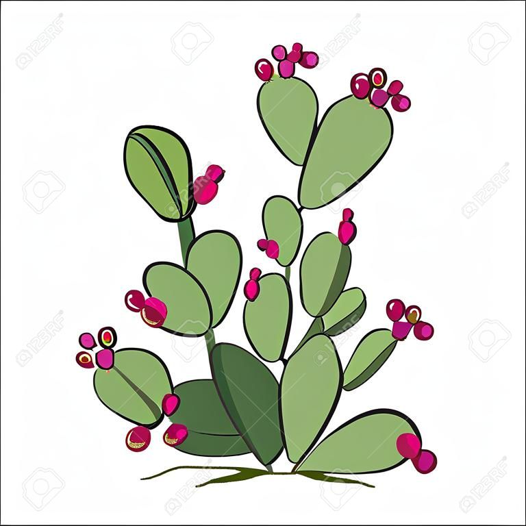 Prickly pear with fruits. Vector illustration