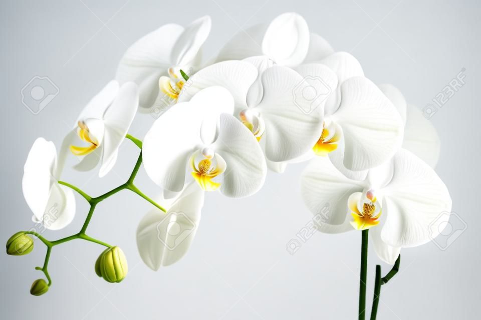 Orchidea bianca isolato su sfondo bianco