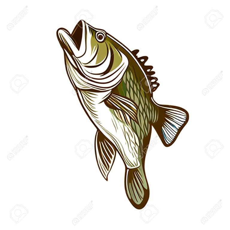 bass fish fishing vector illustration design isolated on white background