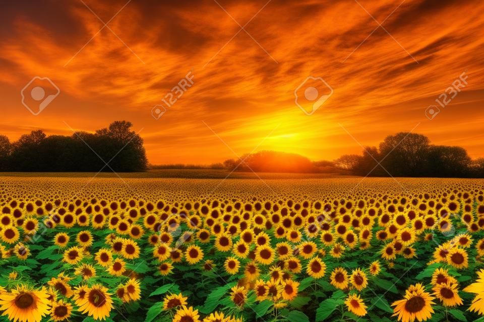 Um campo de girassol no Kansas com um belo pôr do sol