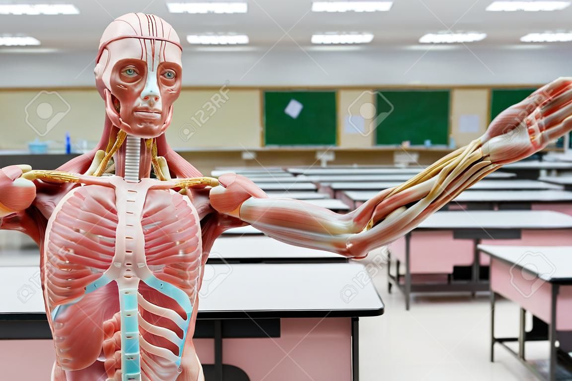 Human anatomy and physiology model in the laboratory for education.