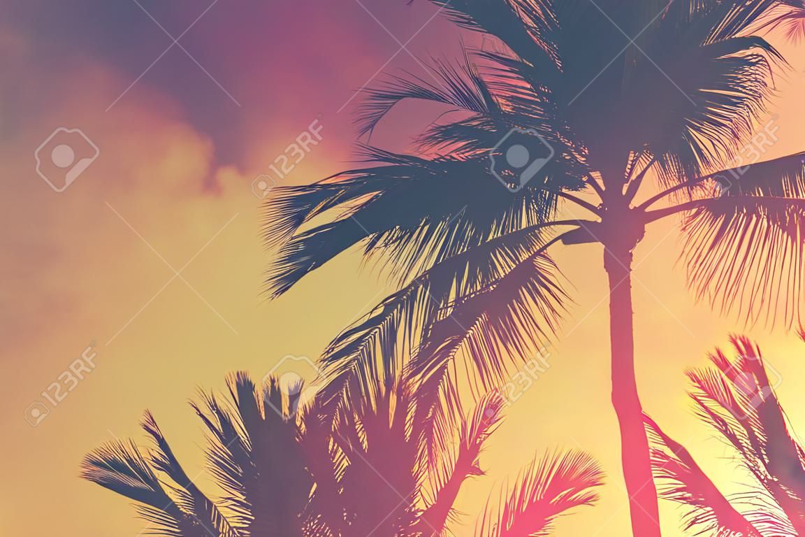 Copy space of tropical palm tree with sun light on sky background. Summer vacation and nature travel concept. Vintage tone filter color style.