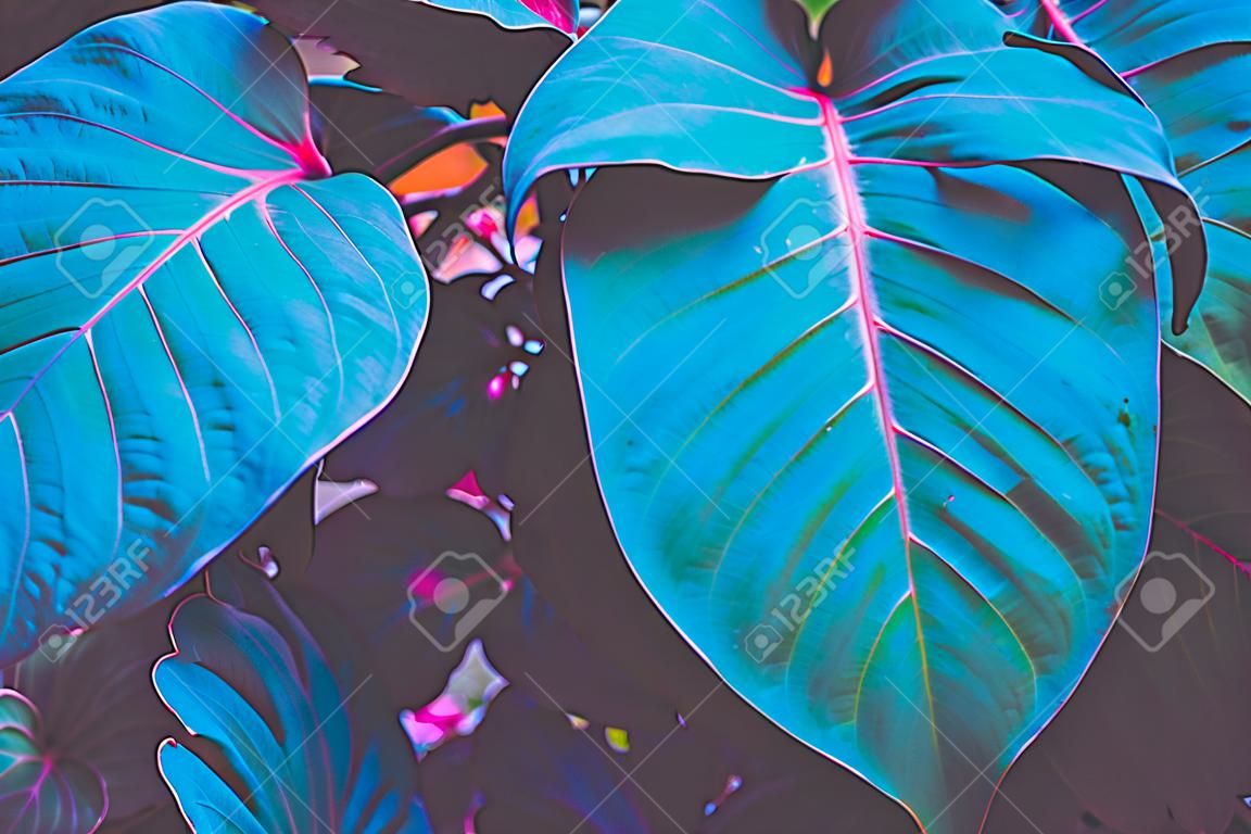 Close up blue pink tropical nature green leaf caladium texture background. Tropical forest and travel adventure concept. Vintage tone filter effect color style.