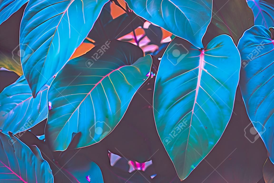 Close up blu rosa natura tropicale foglia verde caladium texture di sfondo. Foresta tropicale e concetto di avventura di viaggio. Stile colore effetto filtro tono vintage.
