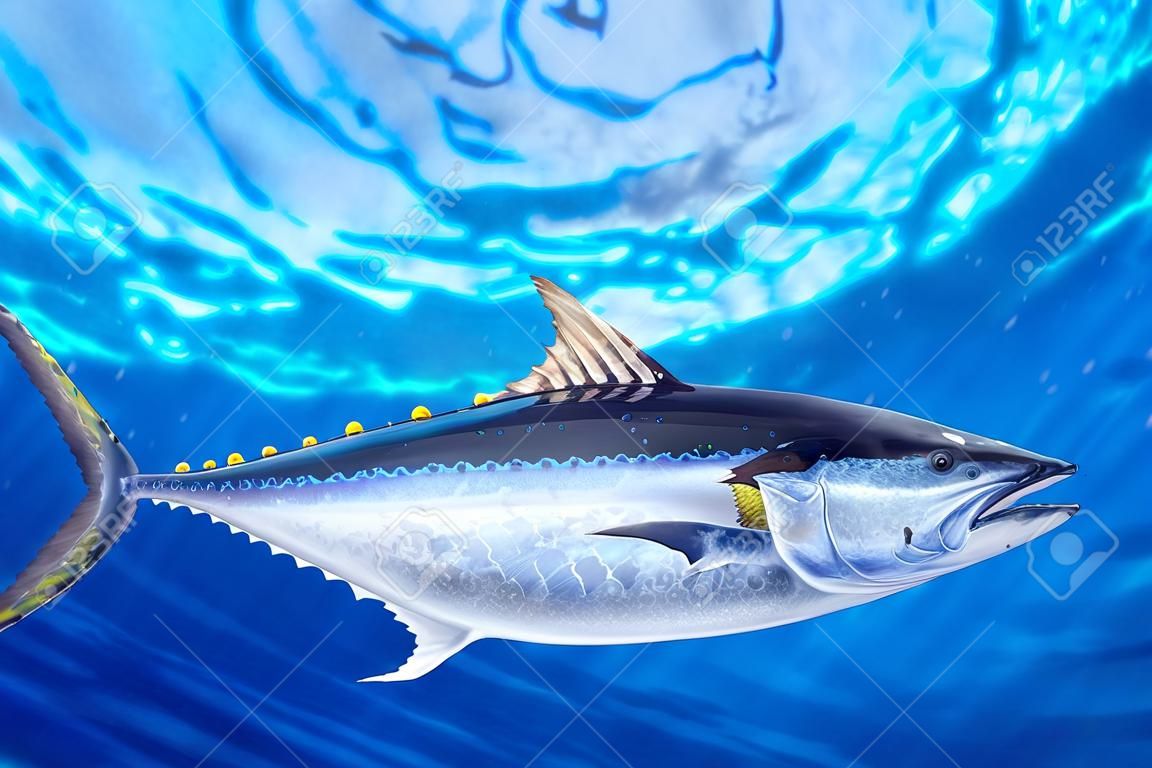 藍鰭吞拿金槍魚thynnus海水魚水下藍色的大海