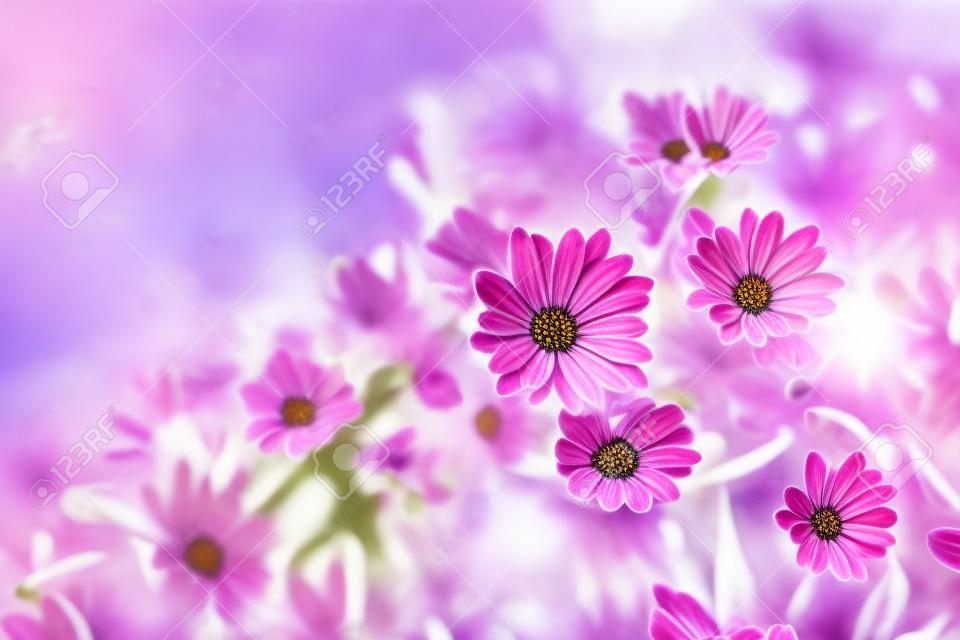 야외에서 osteospermum의 분홍색 꽃이 있는 꽃 배경. 햇빛과 복사 공간이 있는 천연 식물 배경.