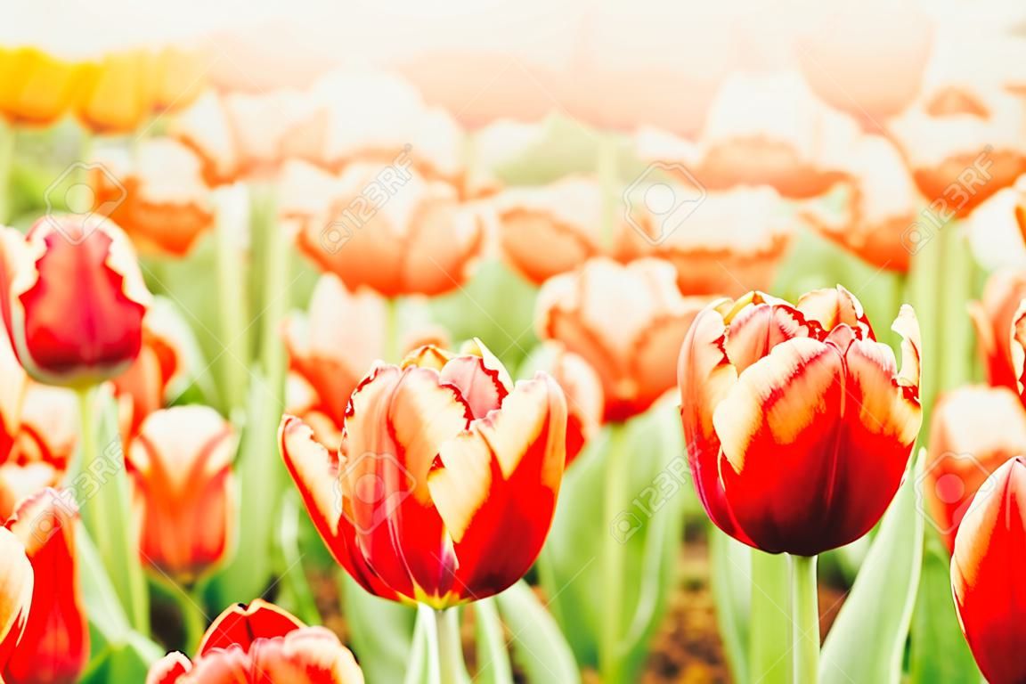 Beautiful and colorful tulips in the garden -  selective focus point