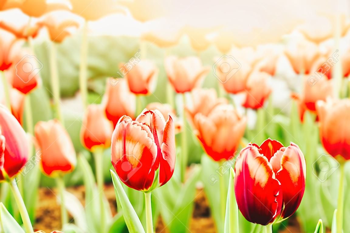 Bellissimi e colorati tulipani in giardino - punto di messa a fuoco selettiva