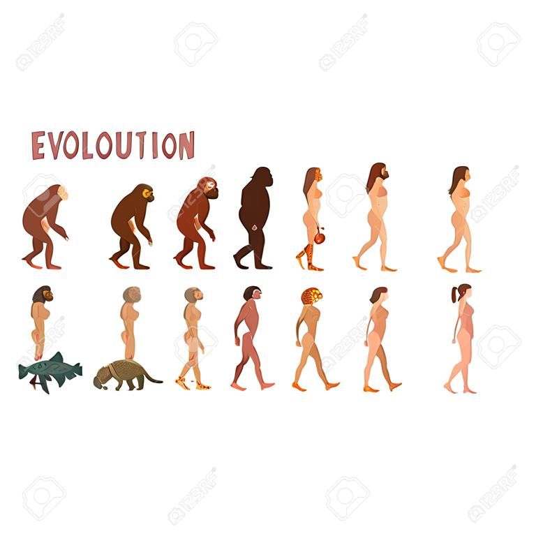 Fasi di evoluzione umana di biologia, processo evolutivo dell'uomo e della donna Vector Illustration