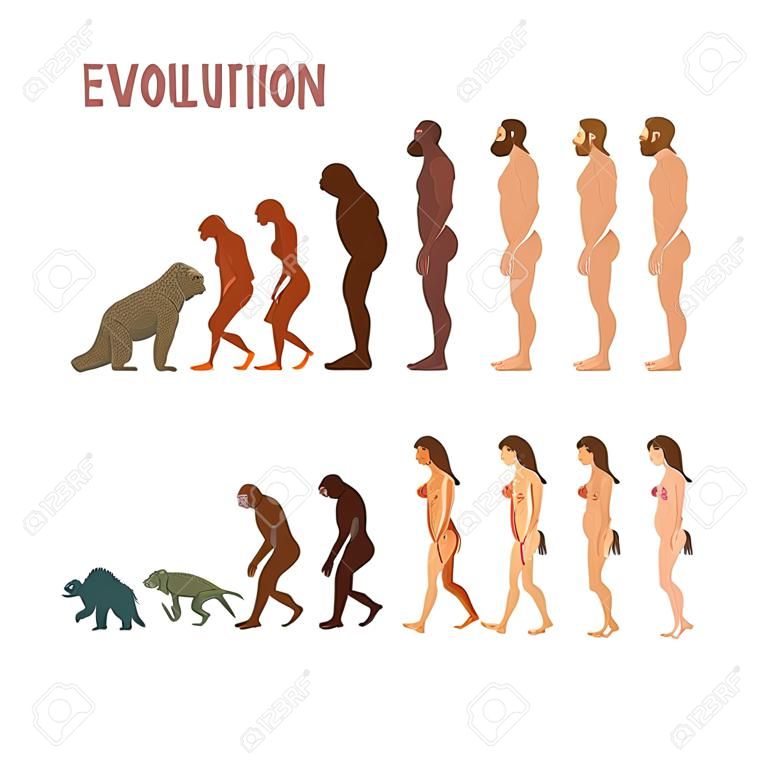 Etapas de la evolución humana de la biología, proceso evolutivo del hombre y la mujer ilustración vectorial