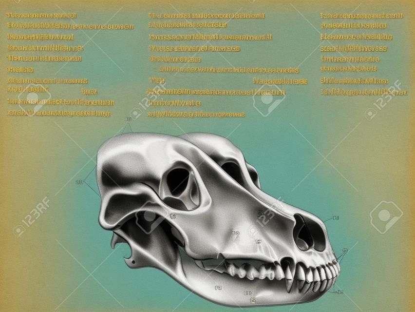 강아지의 두개골, 머리 뼈의 구조, 해부학 적 디자인.
