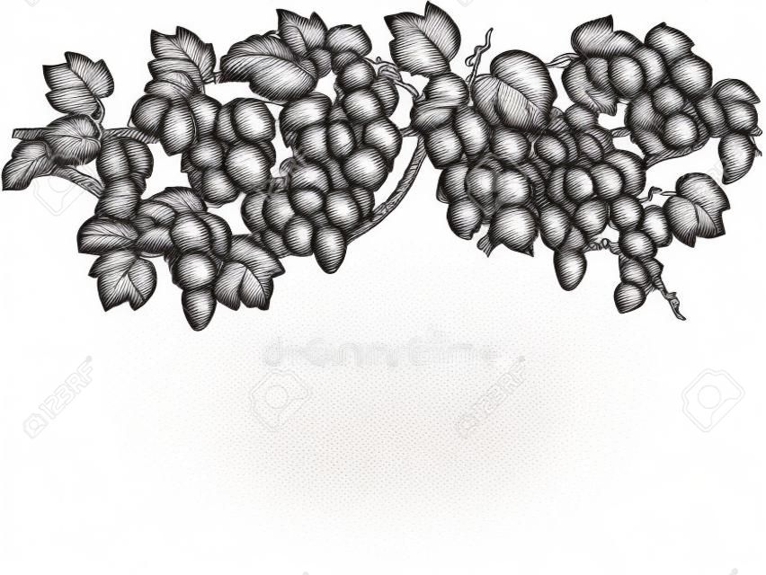 Engraving hand drawn vector illustration of grapes. Vine sketch isolated.