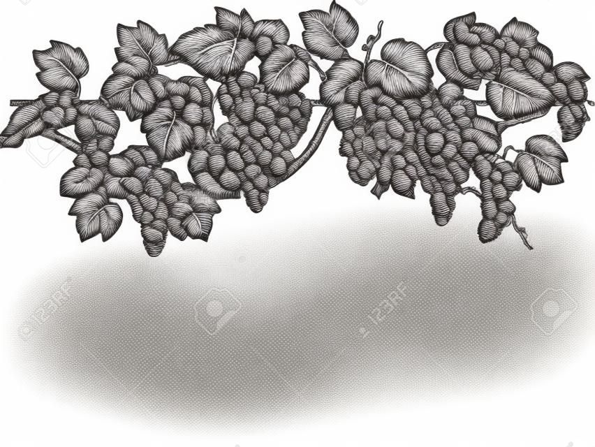 Engraving hand drawn vector illustration of grapes. Vine sketch isolated.