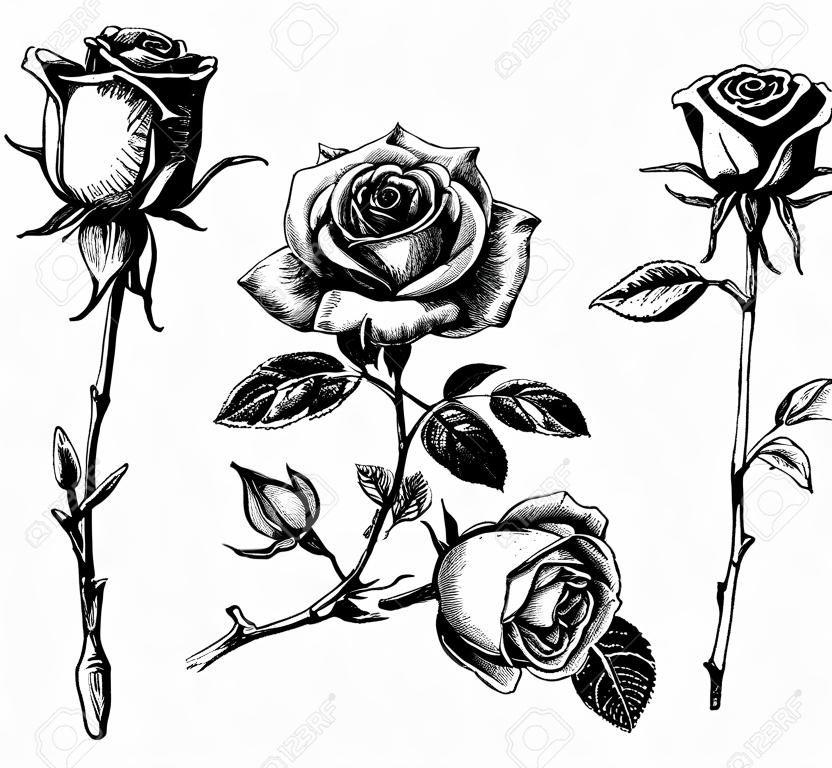 Set di fiore disegnato a mano, collezione di rose