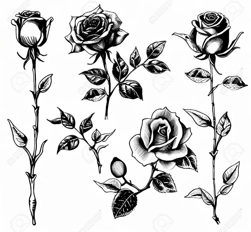 Set di fiore disegnato a mano, collezione di rose