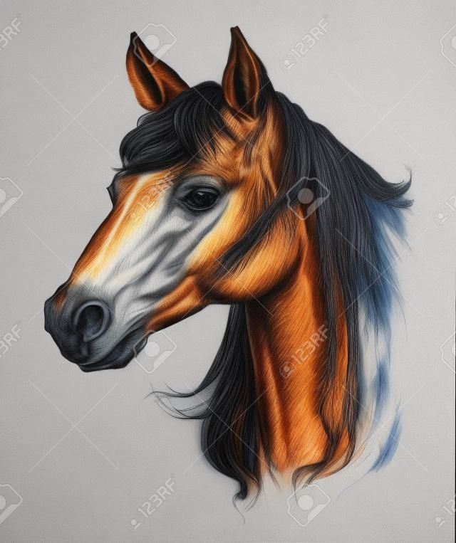 Pferdekopf-Zeichnung