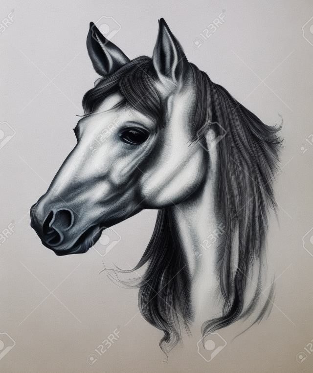 Głowa konia rysunek