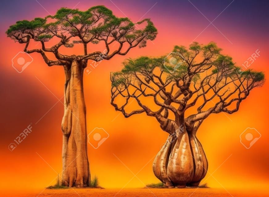African charakterystyczny drzewo, baobab