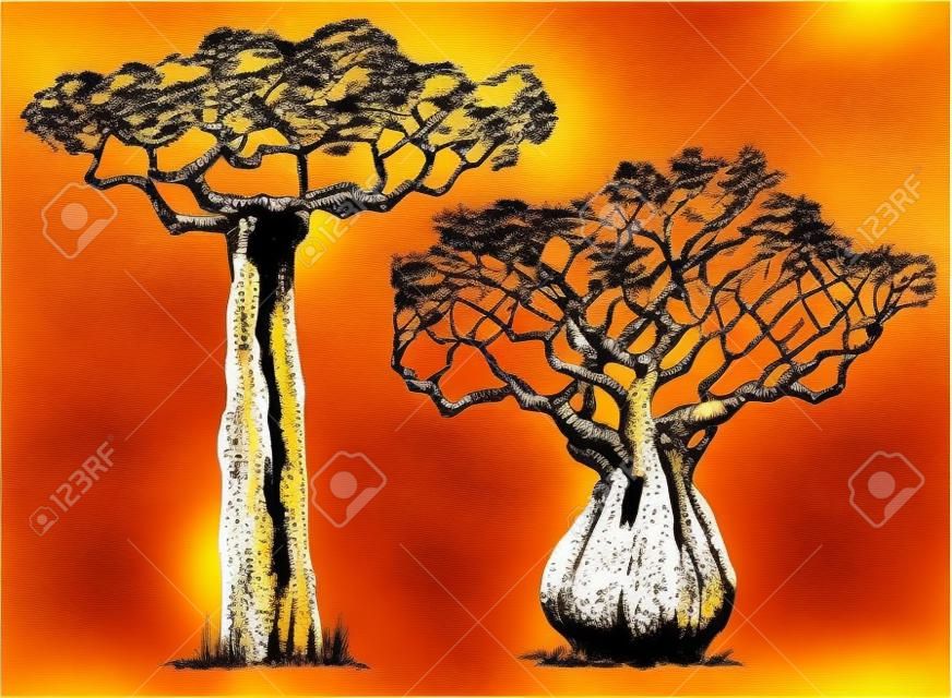 African charakterystyczny drzewo, baobab