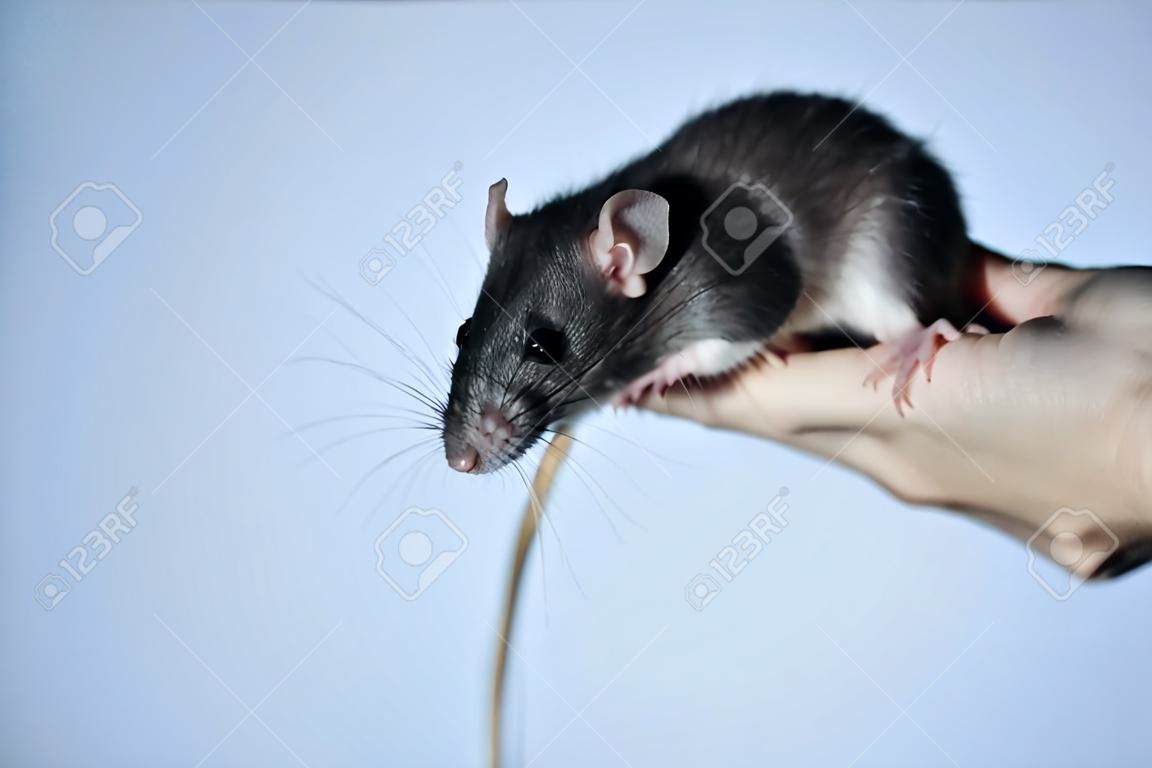 Happy pet rat sitting on a hand