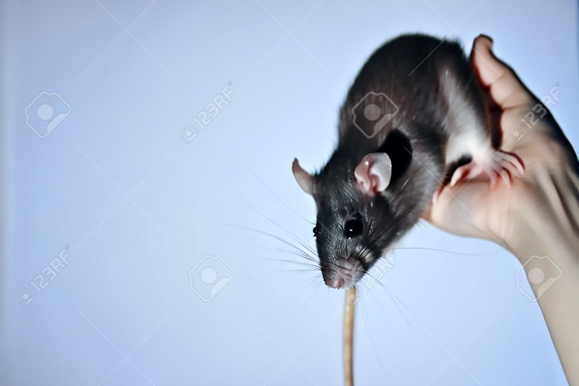 Szczęśliwy zwierzę domowe szczura obsiadanie na ręce