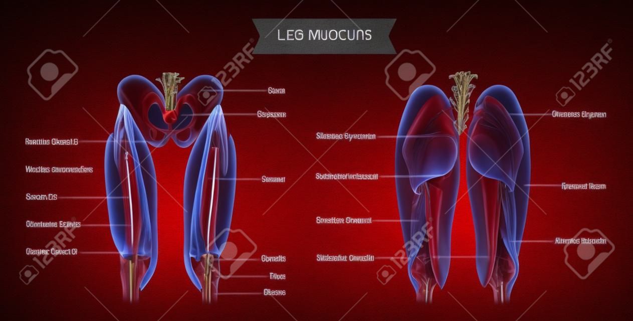 Pernas do sistema muscular