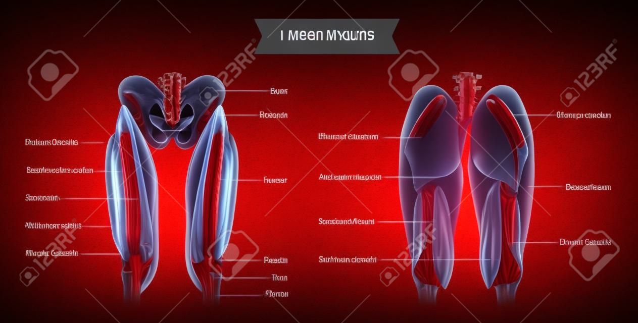 Pernas do sistema muscular