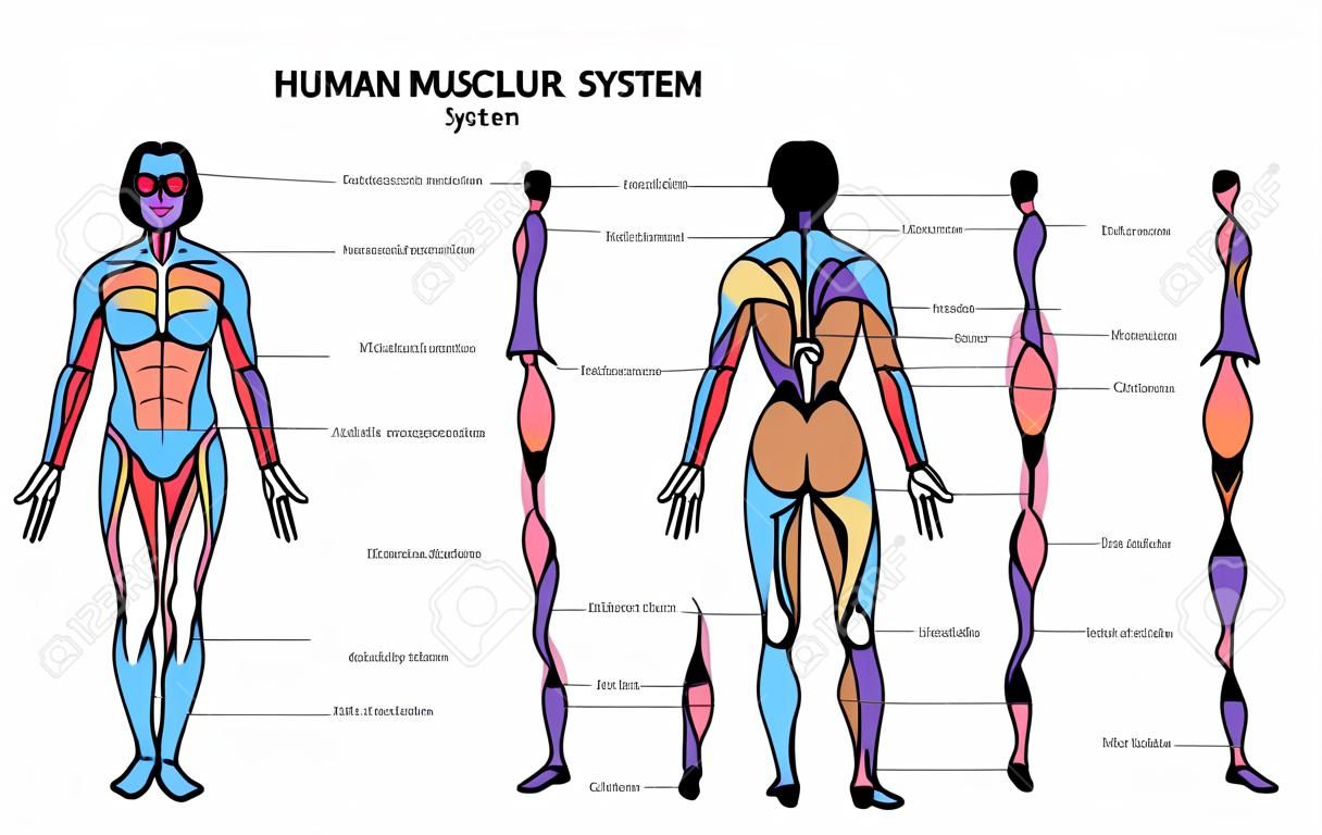 Menschliches Muskelsystem