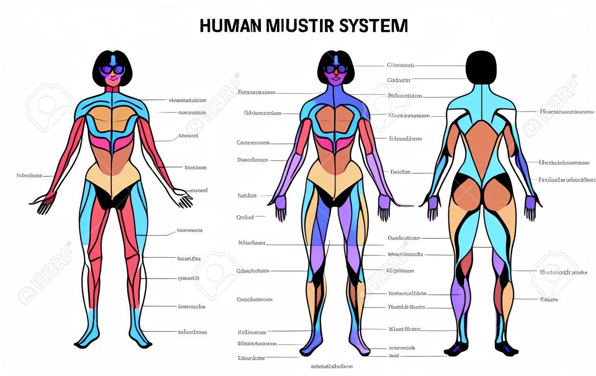 Menschliches Muskelsystem