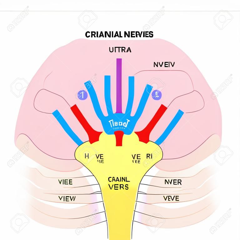 Diagramma dei nervi cranici