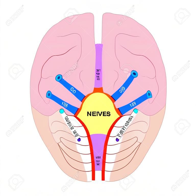 Diagramma dei nervi cranici