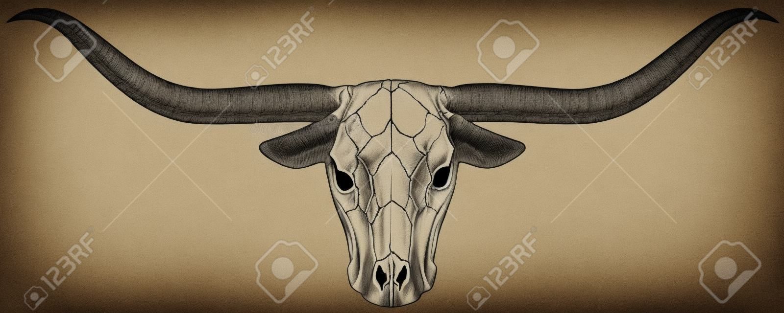 Longhorn skull vector illustration