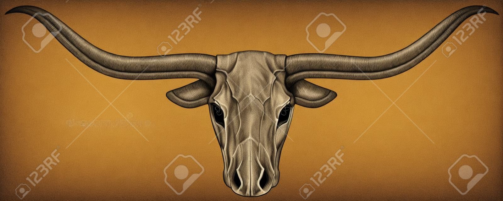 Longhorn skull vector illustration