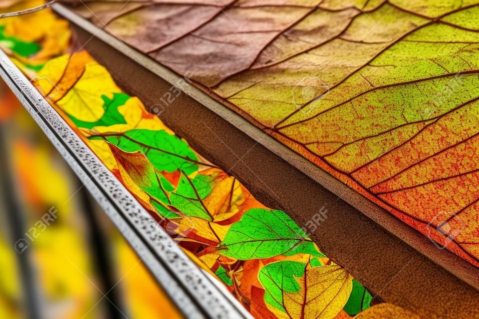 Selective colorful fall foliage of green, yellow, orange, red, dried brown leaves clogged on metal gutter of residential house near Dallas, Texas, USA. Bradford pear leaf crowded on drainage
