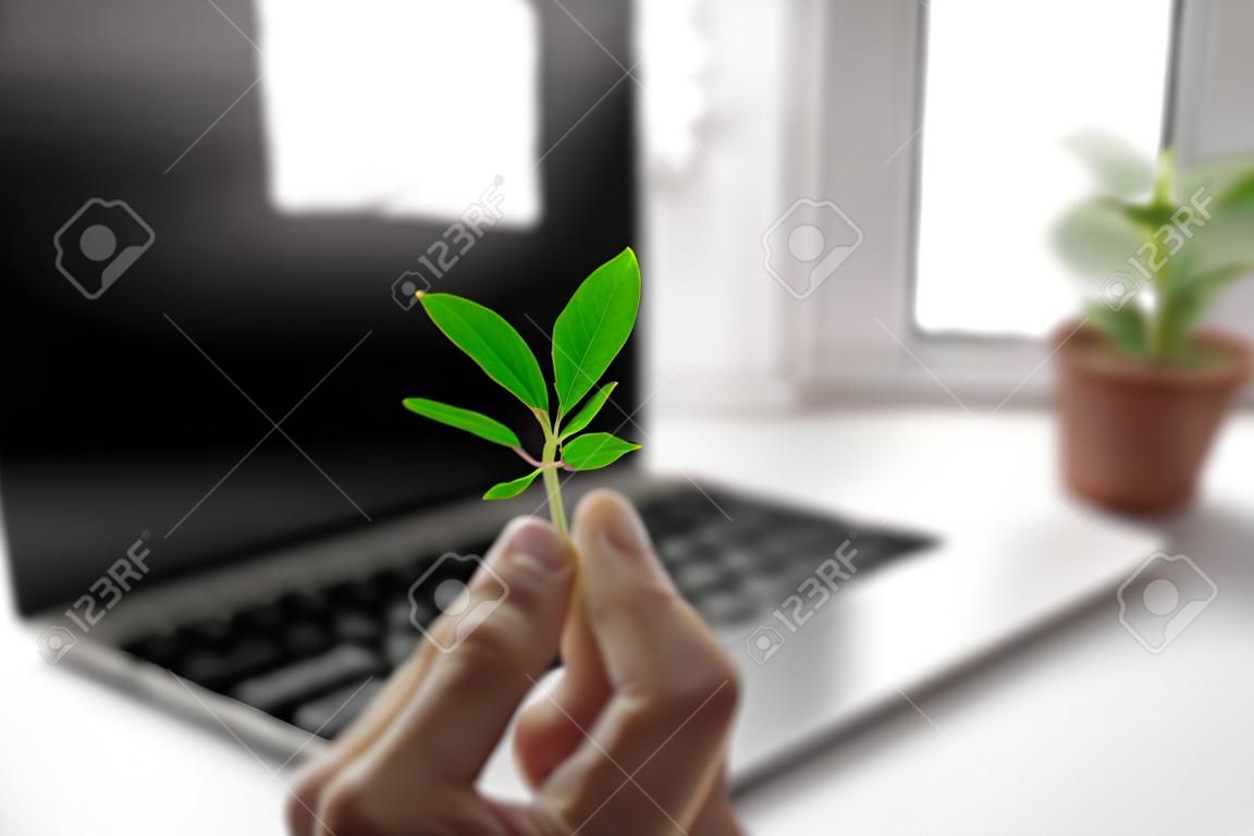 Klawiatura laptopa z rosnącą na niej rośliną, zielona koncepcja obliczeniowa, technologia wydajna pod względem emisji dwutlenku węgla, cyfrowy zrównoważony rozwój