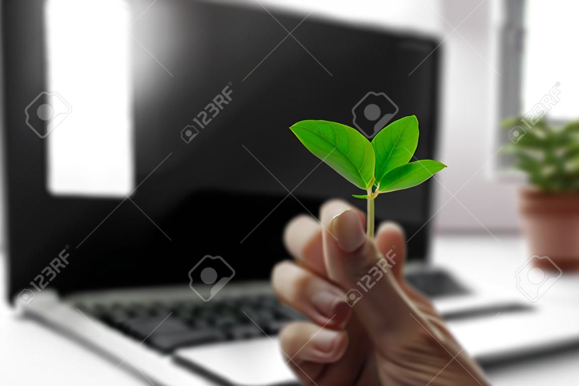 Laptop toetsenbord met plant groeit op. Green IT computing concept. Koolstofefficiënte technologie. Digitale duurzaamheid