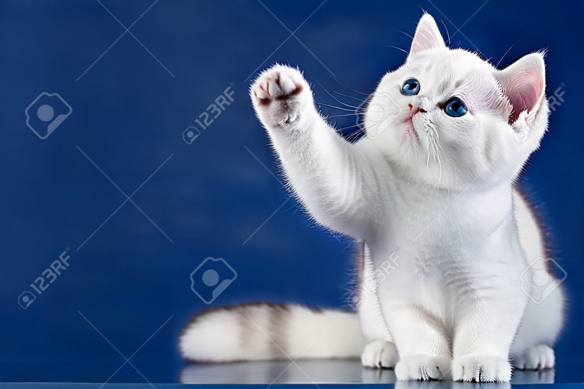 Британский белый короткошерстный игривый кот с волшебными голубыми глазами поднял лапу, как бы здороваясь. Британский котенок сидит на синем фоне с отражением, копией пространства для текста.