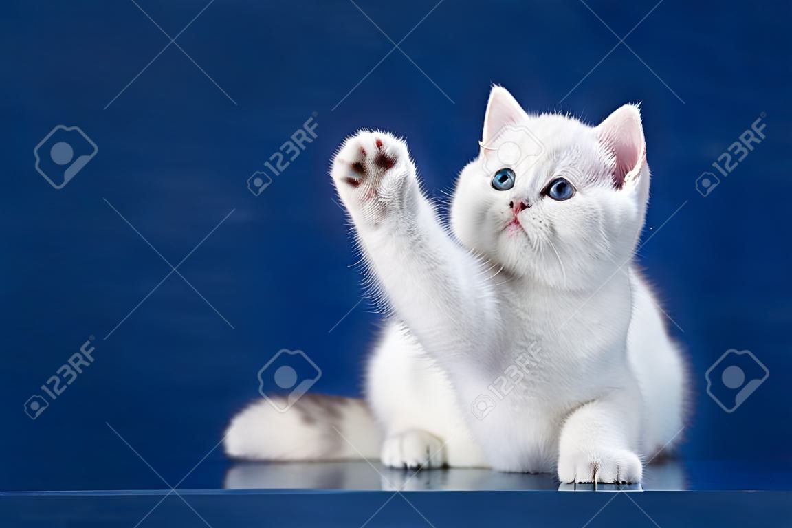 Британский белый короткошерстный игривый кот с волшебными голубыми глазами поднял лапу, как бы здороваясь. Британский котенок сидит на синем фоне с отражением, копией пространства для текста.