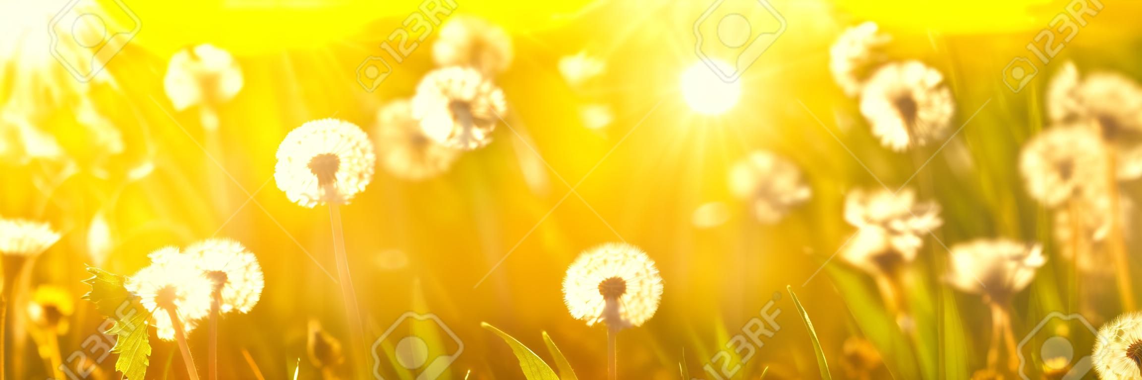 Banner 3:1. Close up dandelion flowers with sunlight rays. Spring background. Copy space. Soft focus