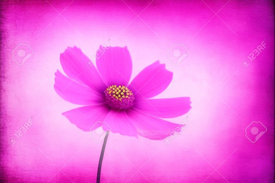 Fundo da flor. Flor roxa cor-de-rosa no jardim com efeito do filtro estilo vintage retro