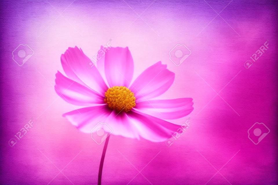 Fundo da flor. Flor roxa cor-de-rosa no jardim com efeito do filtro estilo vintage retro