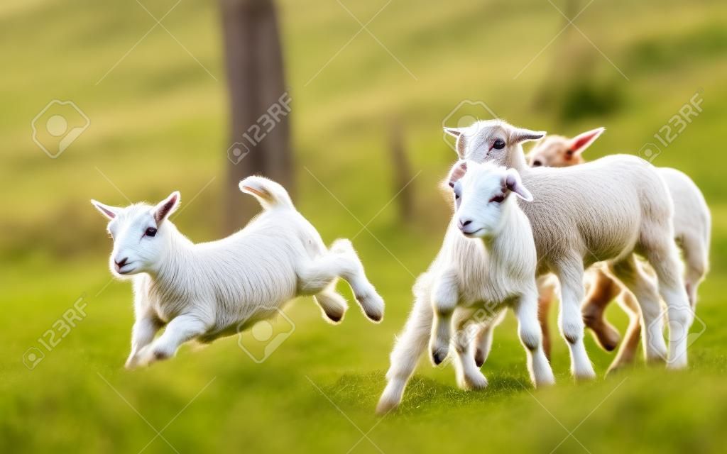 Little goat and lambs running and jumping