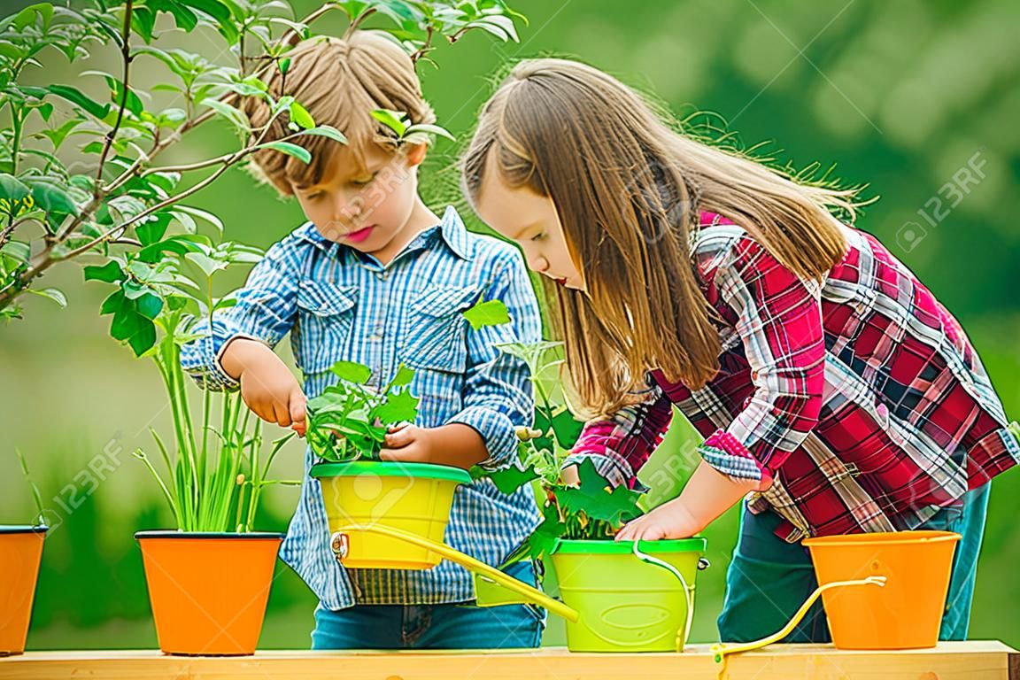 Brother and sister grows flowers together. Children enjoy in farm. Happy little farmers having fun on field. Planting flowers. Kids portrait on farmland
