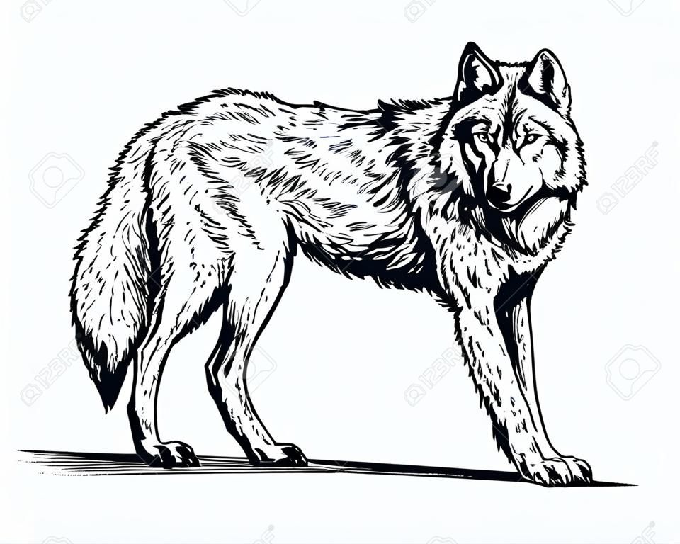 흑인과 백인 벡터 오목 잉크 고립 된 늑대를 그려
