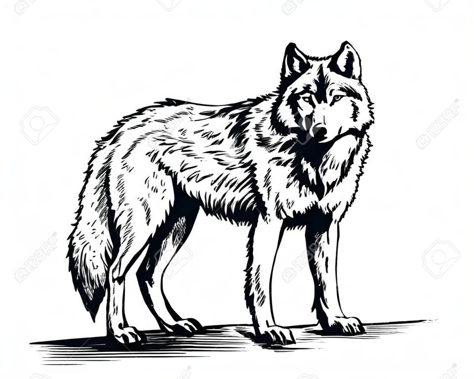 흑인과 백인 벡터 오목 잉크 고립 된 늑대를 그려