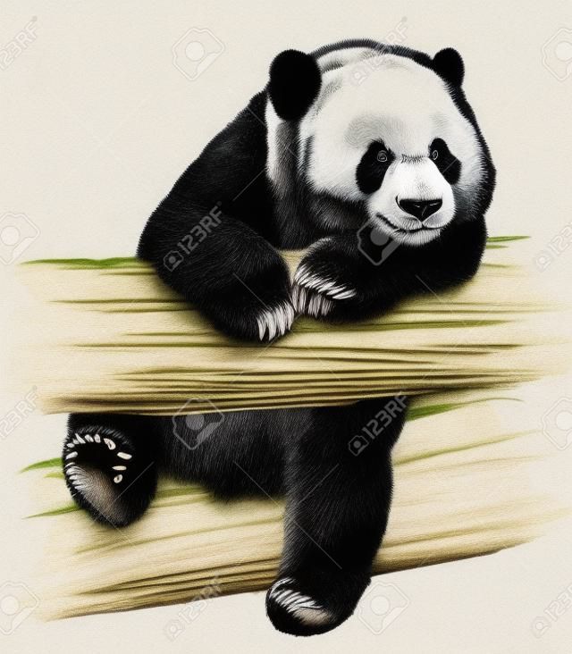 彩色墨水鐫手繪插圖熊貓