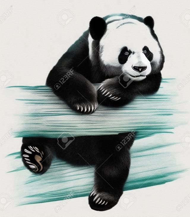 彩色墨水手绘插图刻熊猫