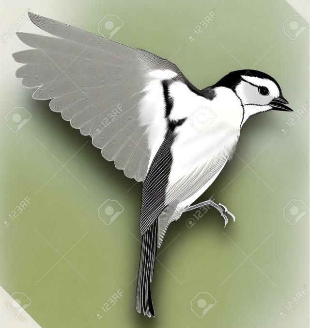 noir et blanc linéaire illustration mésange oiseau