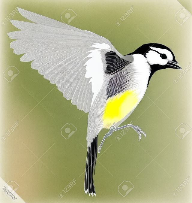 noir et blanc linéaire illustration mésange oiseau