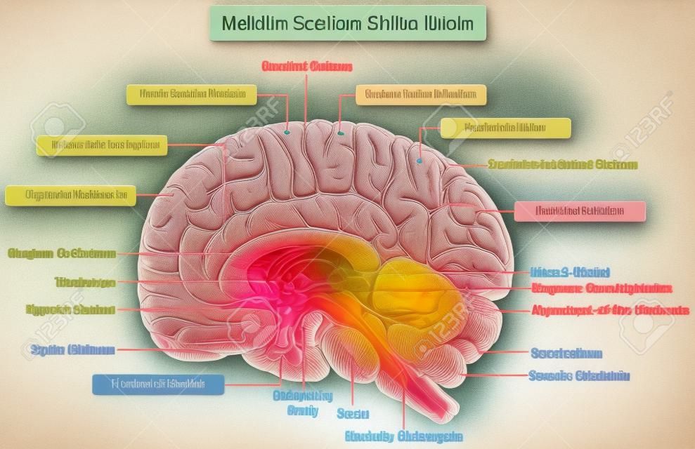 Median Section of Human Brain Anatomical structure diagram infographic chart  with all parts cerebellum thalamus, hypothalamus lobes, central sulcus medulla oblongata pons pineal gland figure